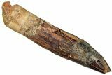 Fossil Sauropod Dinosaur (Titanosaur) Tooth - Morocco #297360-1